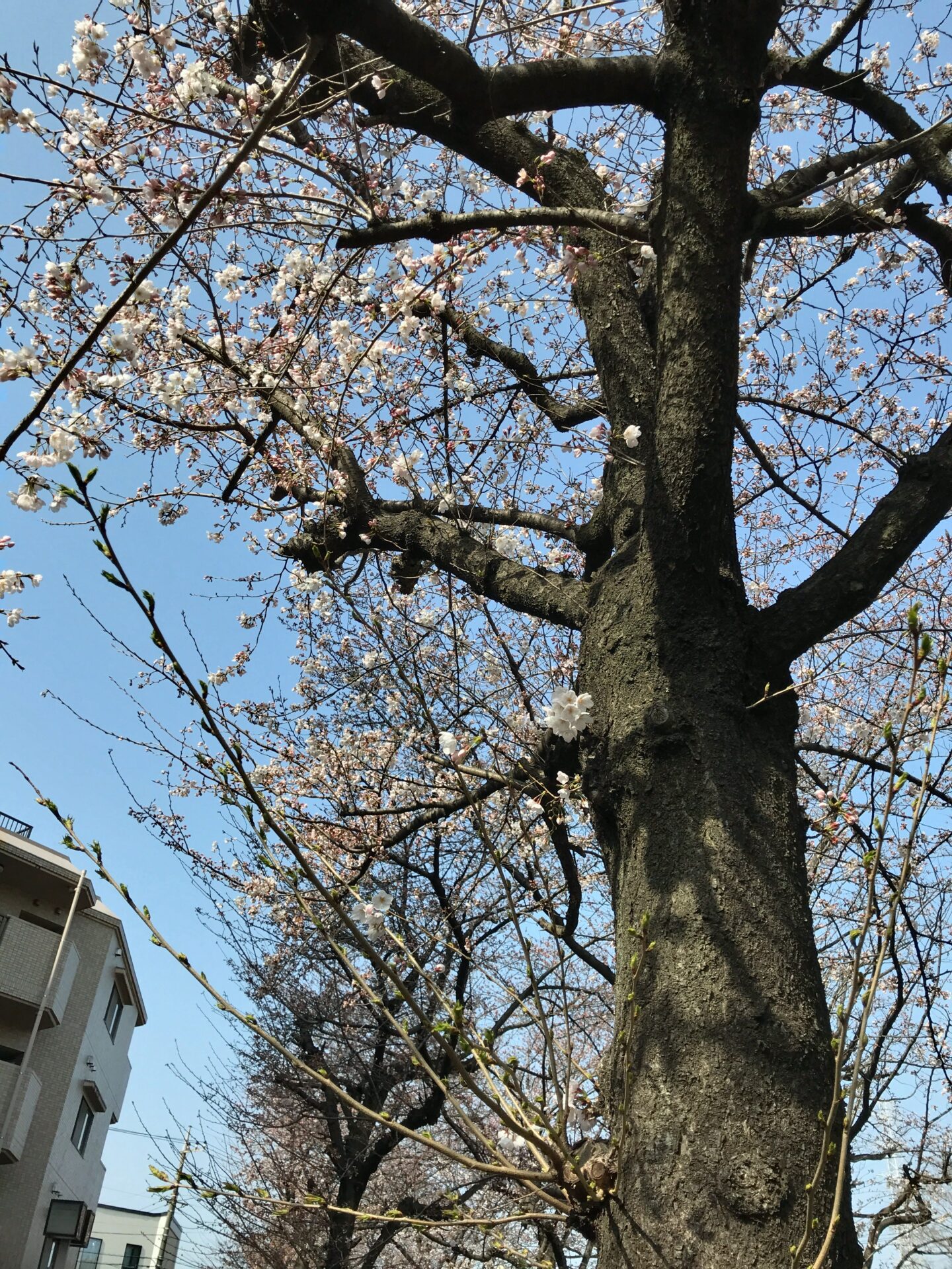 桜